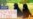 Dogs_Thumbs_09_Sig&Tor_PF