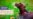Dogs_Thumbs_06_Roxy_PF