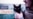 DOGS_THUMBS_10_EMKA